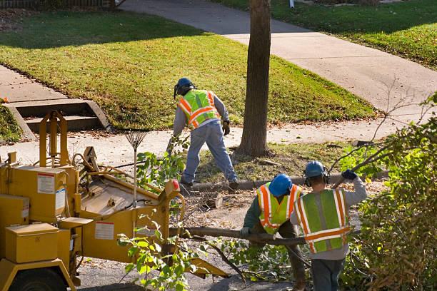 Best Emergency Tree Removal  in Thermal, CA