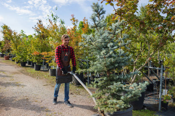 Best Storm Damage Tree Cleanup  in Thermal, CA